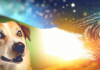 A dog will never betray you. Here is why