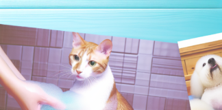 pet grooming tool