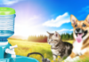 Pet Water Bottle Feeder – Gravity Flow Drinking Bowl for Dogs & Cats pet supplies