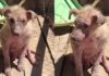 A Few Weeks Of Love Made All The Difference For These Puppies A Few Weeks Of Love Made All The Difference For These Puppies