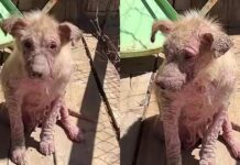 A Few Weeks Of Love Made All The Difference For These Puppies A Few Weeks Of Love Made All The Difference For These Puppies