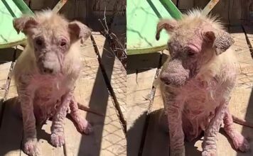 A Few Weeks Of Love Made All The Difference For These Puppies A Few Weeks Of Love Made All The Difference For These Puppies