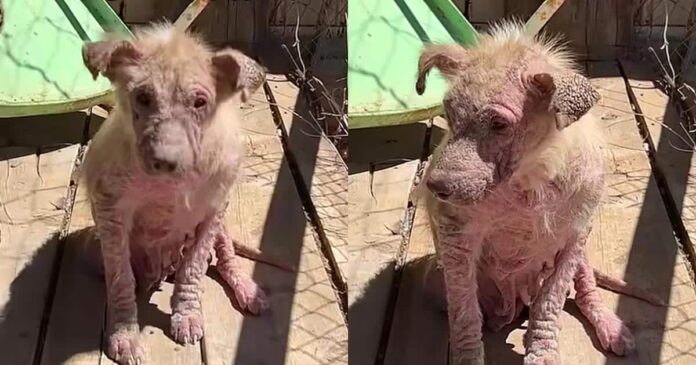 A Few Weeks Of Love Made All The Difference For These Puppies