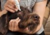 Can You Use Human Eye Drops on Dogs? Can You Use Human Eye Drops on Dogs?