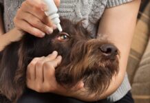 Can You Use Human Eye Drops on Dogs? Can You Use Human Eye Drops on Dogs?