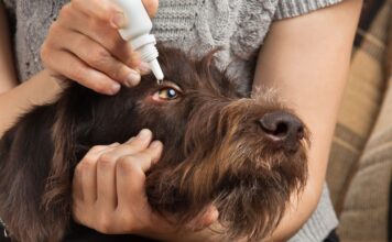Can You Use Human Eye Drops on Dogs? Can You Use Human Eye Drops on Dogs?