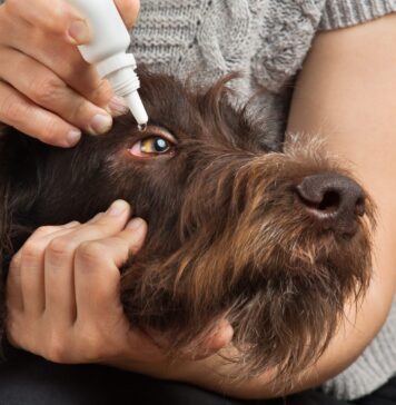 Can You Use Human Eye Drops on Dogs? Can You Use Human Eye Drops on Dogs?