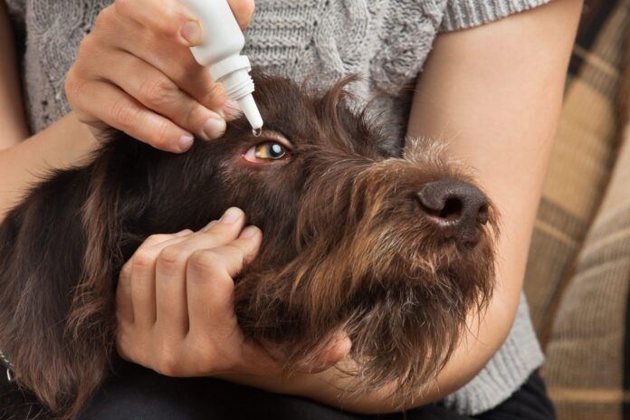 Can You Use Human Eye Drops on Dogs?