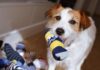 DIY Dog Toys – Whole Dog Journal DIY Dog Toys - Whole Dog Journal