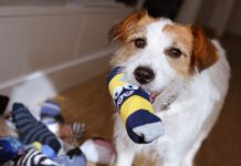 DIY Dog Toys – Whole Dog Journal DIY Dog Toys - Whole Dog Journal