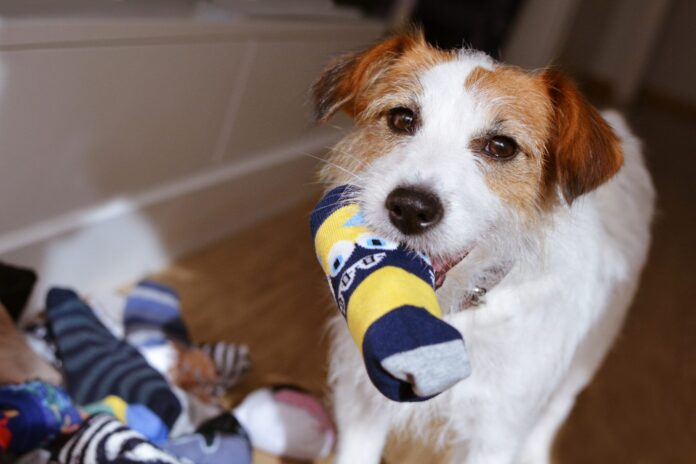 DIY Dog Toys - Whole Dog Journal