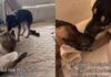 Dad & Daughter Dog Duo Once Separated Now Looking To Be Adopted Together Dad & Daughter Dog Duo Once Separated Now Looking To Be Adopted Together
