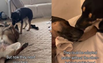 Dad & Daughter Dog Duo Once Separated Now Looking To Be Adopted Together Dad & Daughter Dog Duo Once Separated Now Looking To Be Adopted Together