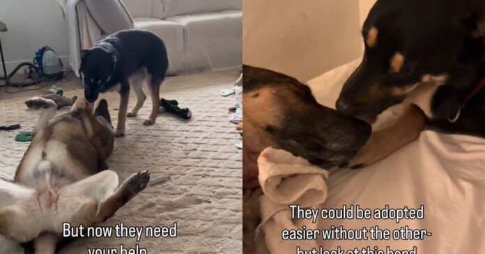 Dad-Daughter-Dog-Duo-Once-Separated-Now-Looking-To.jpg Dad & Daughter Dog Duo Once Separated Now Looking To Be Adopted Together