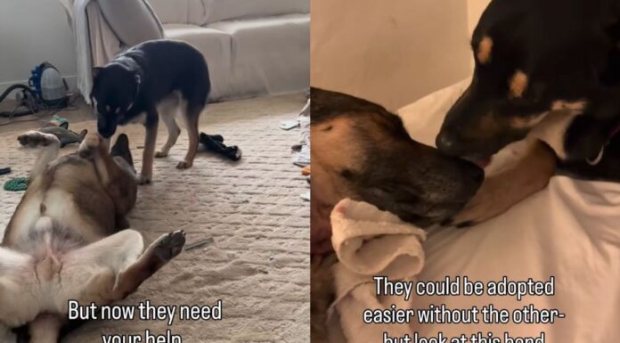 Dad & Daughter Dog Duo Once Separated Now Looking To Be Adopted Together Dad & Daughter Dog Duo Once Separated Now Looking To Be Adopted Together