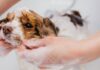 Discover the Best Dog Bath Service: Why Pet Owners Adore The Dog House Pet Salon Discover the Best Dog Bath Service: Why Pet Owners Adore The Dog House Pet Salon