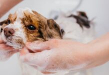 Discover the Best Dog Bath Service: Why Pet Owners Adore The Dog House Pet Salon Discover the Best Dog Bath Service: Why Pet Owners Adore The Dog House Pet Salon
