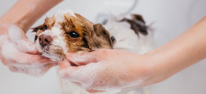 Discover the Best Dog Bath Service: Why Pet Owners Adore The Dog House Pet Salon