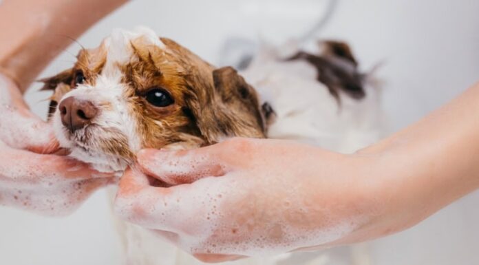 Discover the Best Dog Bath Service: Why Pet Owners Adore The Dog House Pet Salon Discover the Best Dog Bath Service: Why Pet Owners Adore The Dog House Pet Salon