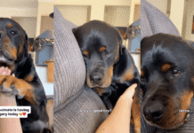 Dog Can’t Hide How Much He Misses Big Brother After He Went Into Surgery Dog Can’t Hide How Much He Misses Big Brother After He Went Into Surgery