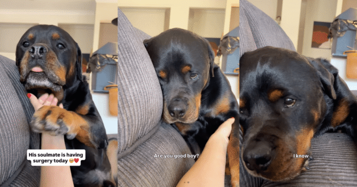 Dog Can’t Hide How Much He Misses Big Brother After He Went Into Surgery