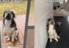 Dog Has a Valid Reason for Being Afraid of Household Objects Dog Has a Valid Reason for Being Afraid of Household Objects