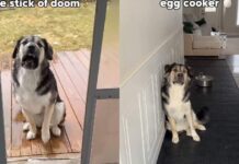 Dog Has a Valid Reason for Being Afraid of Household Objects Dog Has a Valid Reason for Being Afraid of Household Objects