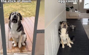 Dog Has a Valid Reason for Being Afraid of Household Objects Dog Has a Valid Reason for Being Afraid of Household Objects