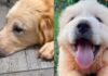 Dog Rescue Saves a Family of Four Dogs & Internet Is Forever Grateful Dog Rescue Saves a Family of Four Dogs & Internet Is Forever Grateful