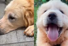 Dog Rescue Saves a Family of Four Dogs & Internet Is Forever Grateful Dog Rescue Saves a Family of Four Dogs & Internet Is Forever Grateful