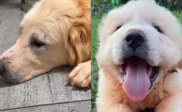 Dog Rescue Saves a Family of Four Dogs & Internet Is Forever Grateful Dog Rescue Saves a Family of Four Dogs & Internet Is Forever Grateful