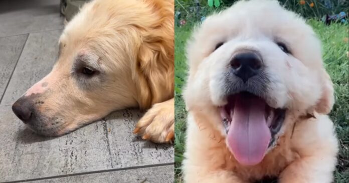 Dog Rescue Saves a Family of Four Dogs & Internet Is Forever Grateful