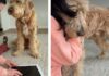 Dog Senses Mom’s Pain & Comforts Her as She Breaks Down Dog Senses Mom's Pain & Comforts Her as She Breaks Down