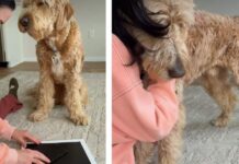 Dog Senses Mom’s Pain & Comforts Her as She Breaks Down Dog Senses Mom's Pain & Comforts Her as She Breaks Down