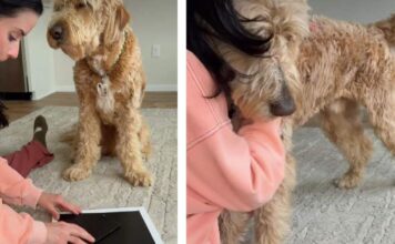 Dog Senses Mom’s Pain & Comforts Her as She Breaks Down Dog Senses Mom's Pain & Comforts Her as She Breaks Down