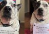 Dog Who Has Been in & Out of Shelter System for 7 Years, Hasn’t Lost Hope for Forever Home Dog Who Has Been in & Out of Shelter System for 7 Years, Hasn’t Lost Hope for Forever Home