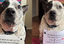 Dog Who Has Been in & Out of Shelter System for 7 Years, Hasn’t Lost Hope for Forever Home Dog Who Has Been in & Out of Shelter System for 7 Years, Hasn’t Lost Hope for Forever Home