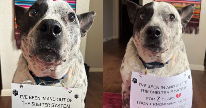 Dog Who Has Been in & Out of Shelter System for 7 Years, Hasn’t Lost Hope for Forever Home