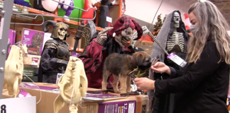 Don’t Let Your Pup Get Spooked This Halloween Don't Let Your Pup Get Spooked This Halloween