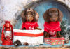 Getting a Puppy Over the Holidays Getting a Puppy Over the Holidays