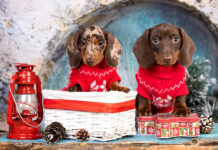 Getting a Puppy Over the Holidays Getting a Puppy Over the Holidays