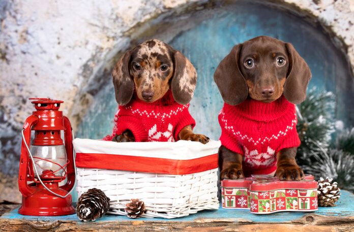 Getting-a-Puppy-Over-the-Holidays.jpg Getting a Puppy Over the Holidays