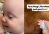 Golden Retriever Gives Little Baby All the Time She Needs To Learn To Give Gentle Pets Golden Retriever Gives Little Baby All the Time She Needs To Learn To Give Gentle Pets