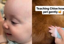 Golden Retriever Gives Little Baby All the Time She Needs To Learn To Give Gentle Pets Golden Retriever Gives Little Baby All the Time She Needs To Learn To Give Gentle Pets