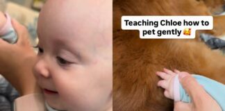 Golden Retriever Gives Little Baby All the Time She Needs To Learn To Give Gentle Pets Golden Retriever Gives Little Baby All the Time She Needs To Learn To Give Gentle Pets