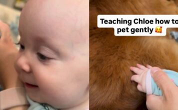 Golden Retriever Gives Little Baby All the Time She Needs To Learn To Give Gentle Pets Golden Retriever Gives Little Baby All the Time She Needs To Learn To Give Gentle Pets