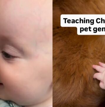 Golden Retriever Gives Little Baby All the Time She Needs To Learn To Give Gentle Pets Golden Retriever Gives Little Baby All the Time She Needs To Learn To Give Gentle Pets