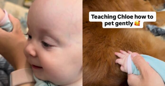 Golden Retriever Gives Little Baby All the Time She Needs To Learn To Give Gentle Pets