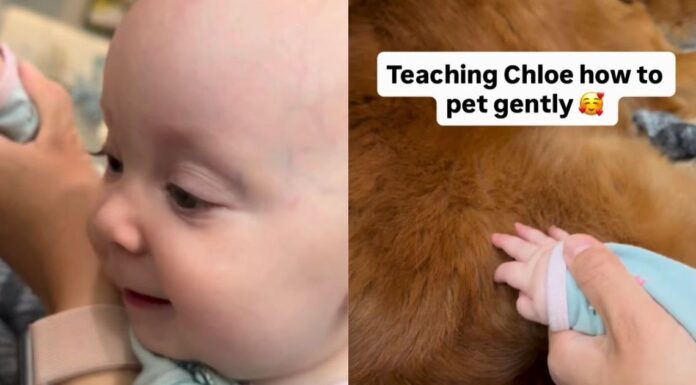 Golden Retriever Gives Little Baby All the Time She Needs To Learn To Give Gentle Pets Golden Retriever Gives Little Baby All the Time She Needs To Learn To Give Gentle Pets