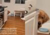 Golden Retriever Is Scared of the Dishwasher for a Very Valid Reason Golden Retriever Is Scared of the Dishwasher for a Very Valid Reason